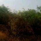11.7 HECTARES (28.9 ACRES) FARM FOR SALE IN CHISAMBA, LUSAKA