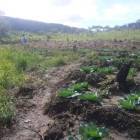 25 HECTARES (61 ACRES) FARM IN KATOBA, MIKANGO, LUSAKA