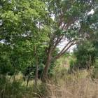 20 HECTARES FARM LAND IN KATOBA, MIKANGO, LUSAKA