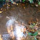 200 HECTARES FARM WITH SMALL WATER STREAM, IN MUSHINDOMO DISTRICT, OFF CHINGOLA – SOLWEZI ROAD